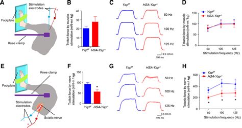 Reduced Twitch And Tetanic Force By Nerve Stimulation In Hsa Yap