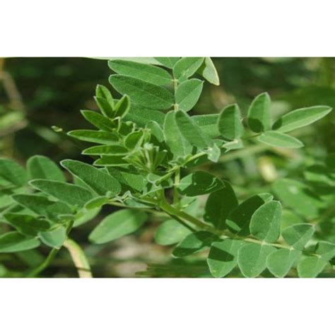 Astragalus Membranaceus Milk Vetch 50 Seeds Pack Tree From Seed