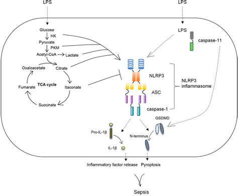 Frontiers Reprogramming Macrophage Metabolism And Its Effect On Nlrp3