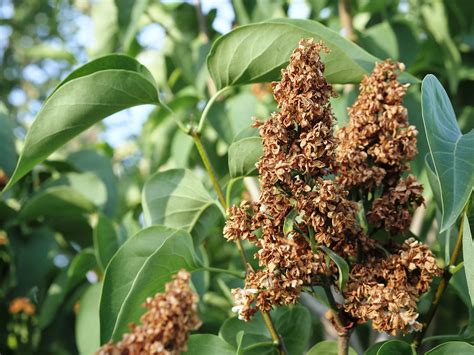 When to Prune Lilac Bushes and How | Bath Landscape