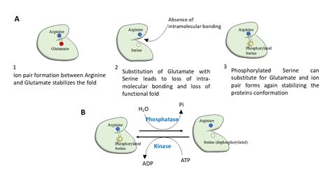 Protein Phosphorylation Natures Favorite Way Of Decorating Proteins