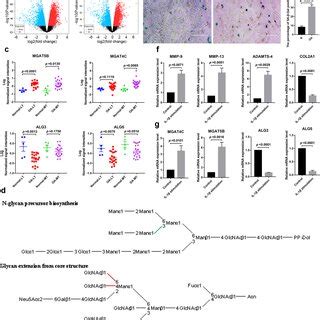 Expression analysis of glycosyltransferases involved in the synthesis... | Download Scientific ...