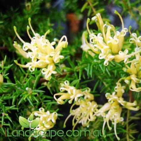 grevillea juniperina prostrate gold groundcover native  golden