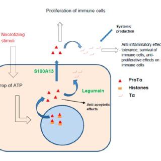 Schematic Representation Of Intracellular And Extracellular Effects Of