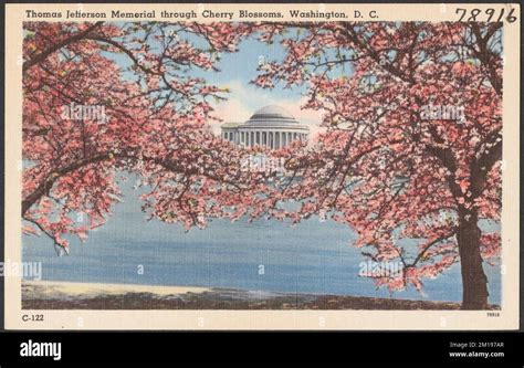 Thomas Jefferson Memorial Through Cherry Blossoms Washington D C