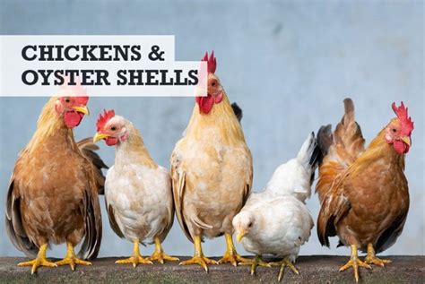 Oyster Shells For Chickens Pros And Cons Preparing