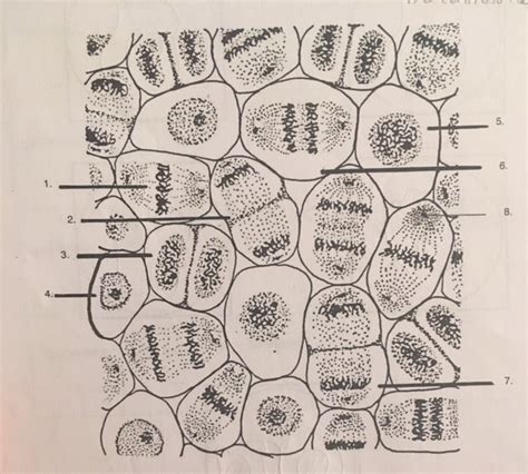 Diagram Of Mitose Quizlet