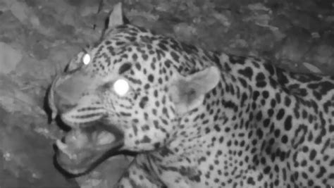 Amateur Wildlife Videographer Captured An Image Of A Jaguar Never