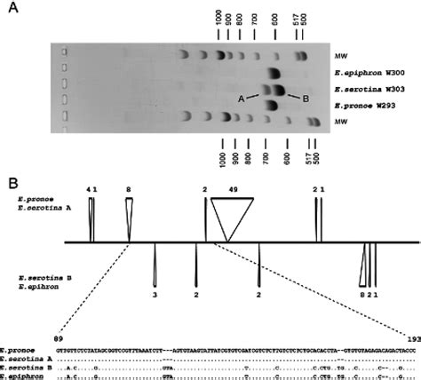 Comparison Of The Its2 Ampli Fi Cation Products Of Erebia Pronoe Download Scientific Diagram