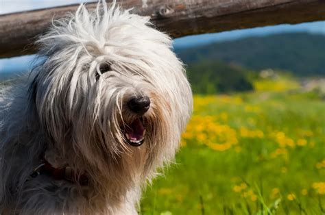 Dog Covering Eyes With Paws