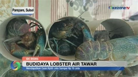 Budidaya Lobster Air Tawar Penghasil Cuan Video Dailymotion