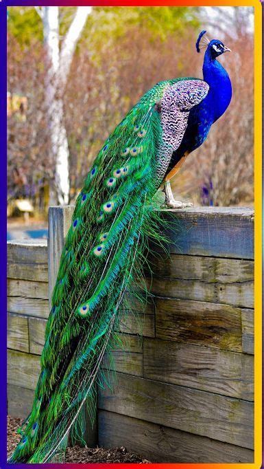 Colorful Peacock Standing On A Fence