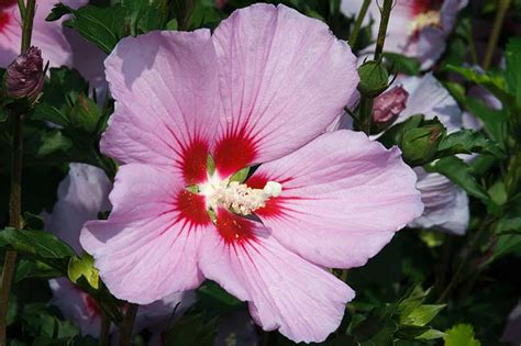 How To Grow And Care For Rose Of Sharon Gardeners Path