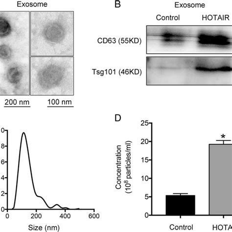 Hotair Promotes Exosome Secretion In Hepg2 Cells A C Isolated Exosomes