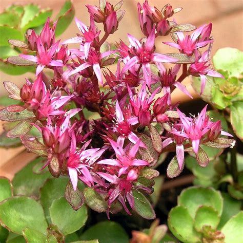 Dragons Blood Sedum Star Nursery Garden And Rock Centers