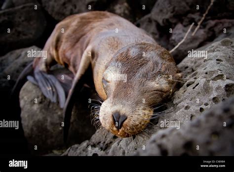 closeup of a Baby sea lion sleeping in the Galapagos Islands Stock ...