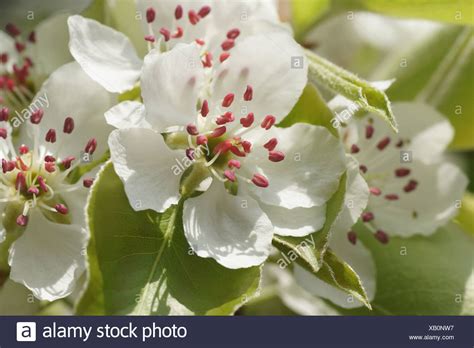 Pear Blossom High Resolution Stock Photography And Images Alamy