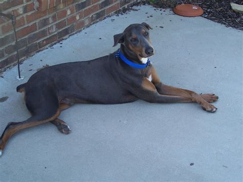 Health Issues: Doberman Health Issues