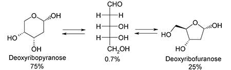 Deoxyribose Sugar | Definition, Structure & Function - Lesson | Study.com