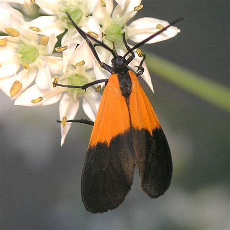 Black And Yellow Lichen Moth Lycomorpha Pholus BugGuide Net