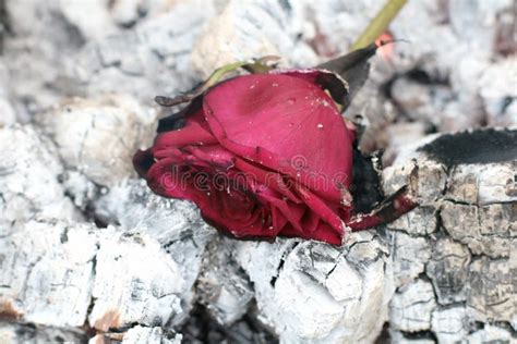 Rosa Roja Lanzada Marchitada Imagen De Archivo Imagen De Hoja P Talo