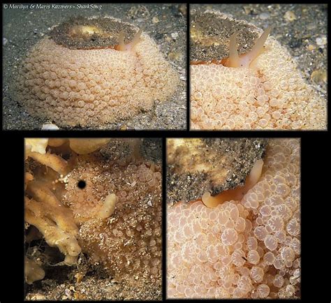 Umbraculum Umbraculum Lightfoot 1786 Atlantic Umbrella Slug