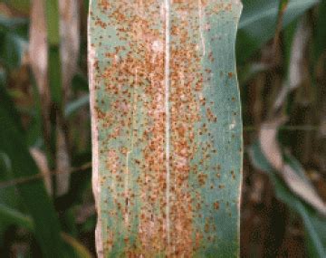 common rust cals