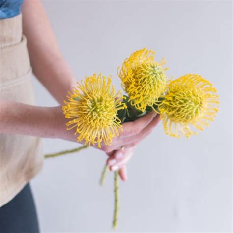 Pincushion Protea | DIY Wedding Flowers | Flower Moxie