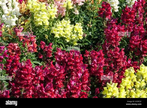 Antirrhinum Snapdragons Hi Res Stock Photography And Images Alamy