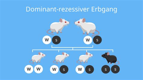 Erbg Nge Arten Von Erbg Ngen Einfach Erkl Rt Mit Video