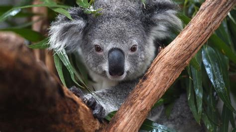 Australia Officially Labels Koalas Endangered As Numbers Plummet