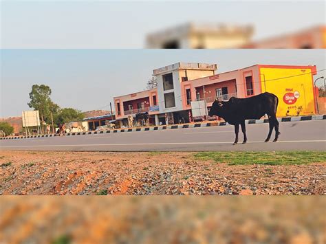 Stray Cattle Roaming On The Jhansi Khajuraho National Highway गौशाला नहीं बन पाई झांसी