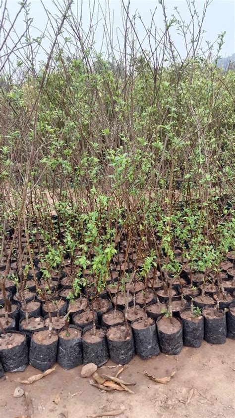 Full Sun Exposure Green Grafted Plum Plant For Fruits At Rs 100 In Hojai