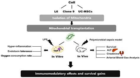 Ijms Free Full Text The Effects Of Mitochondrial Transplantation On