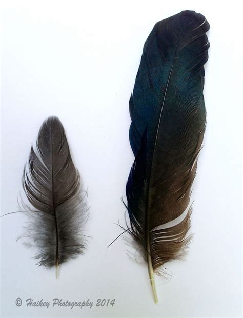 Feathers Of A Crow Kraai Vogels