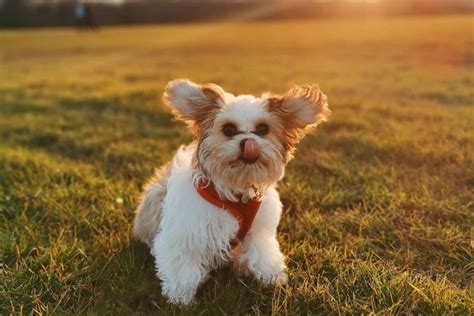 Cavachon - Size | Appearance | Temperament | Shedding | Exercise | Price