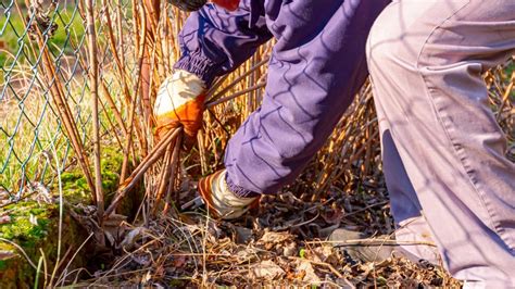 Our Master Gardener S Tips For Dealing With Unwanted Bushes That Keep