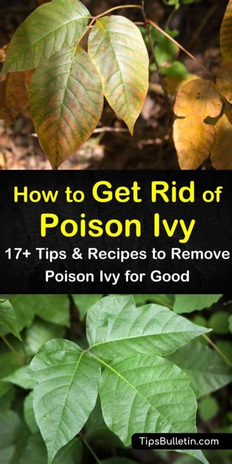 17 Smart Ways To Get Rid Of Poison Ivy For Good