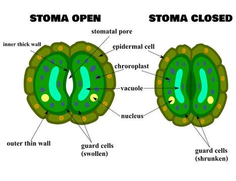 Leaf Stomata Diagram