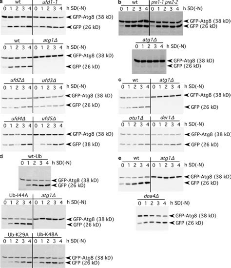 The Ubiquitin Proteasome System Is Dispensable For Macroautophagy The Download Scientific