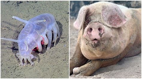 sea pigs ocean conservancy