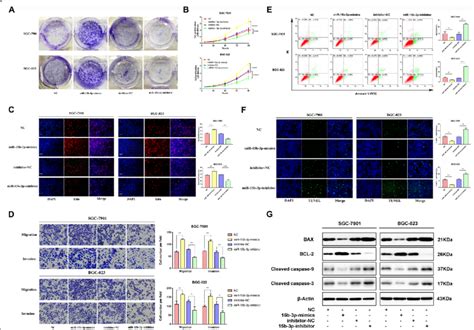 Upregulated Mir 15b 3p Levels Enhance Gc Cell Migration Invasion And