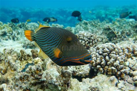 Orange Striped Triggerfish Balistapus Undulatus Coral Fish In The