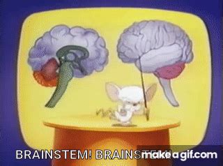 Pinky And The Brain Animated Gif