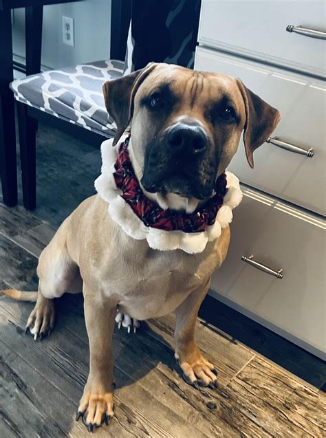 Adopt Otis Today - Find Paw Pal