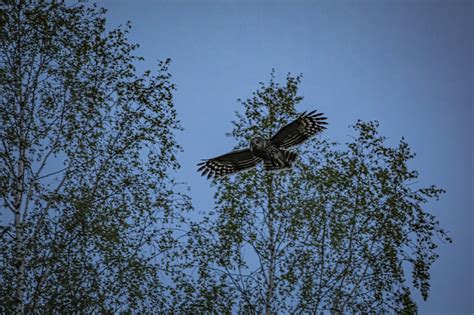 Ural Owl Strix Uralensis Bird - Free photo on Pixabay