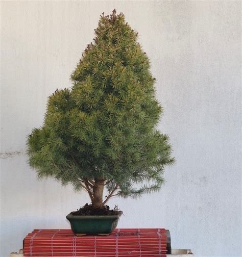 Bonsai Abete Picea Altezza Albero Cm Profondit Albero