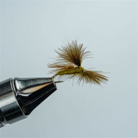 Cdc Caddis Olive The Missoulian Angler Fly Shop