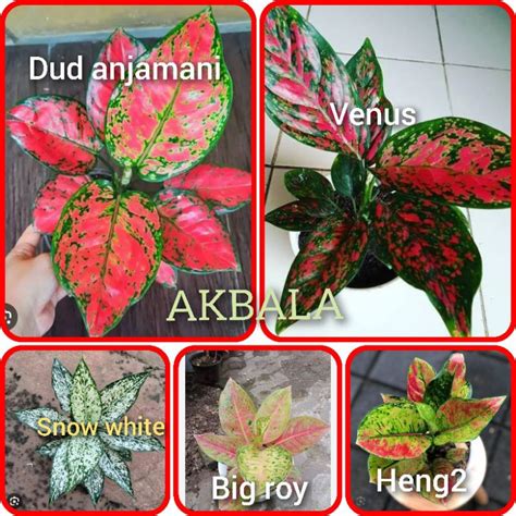 Jual Bunga Aglonema Paket Jenis Tercantik Remaja Daun Shopee