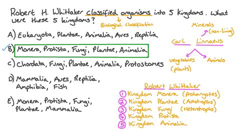 Classification Of Living Things 5 Kingdoms